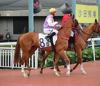 香港赛马视频高清,高清视频中的速度与激情