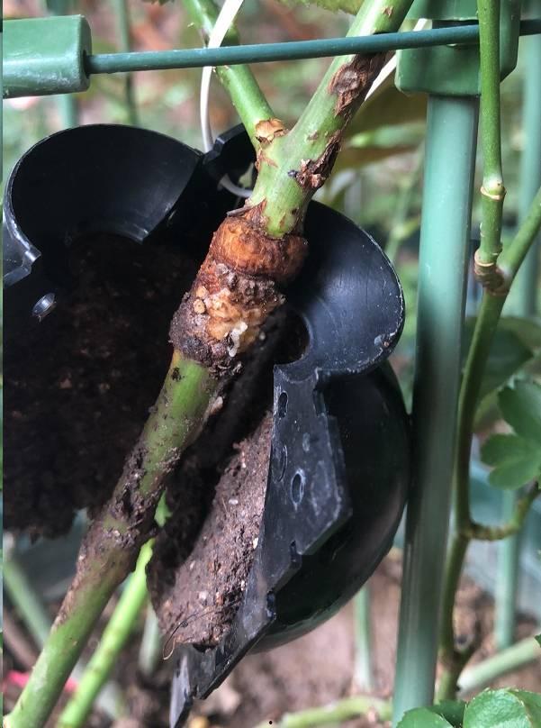 高空压枝视频,揭秘树木生长的奥秘与挑战