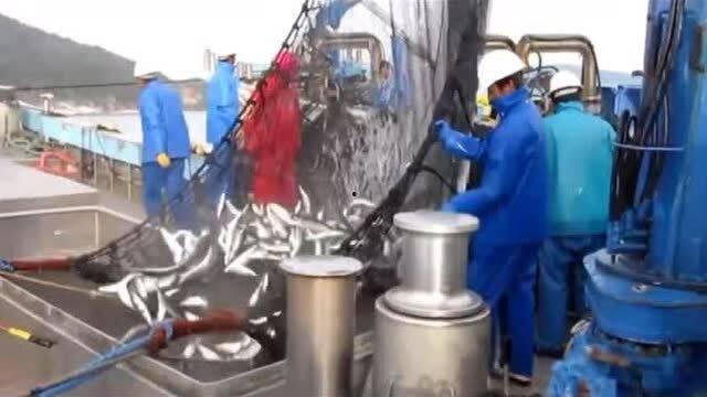 海上拖网捕鱼视频,拖网作业的震撼瞬间